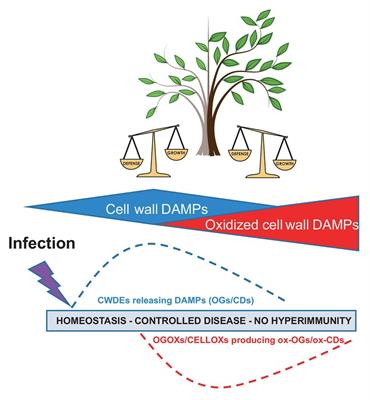 Dampening the DAMPs: How Plants Maintain the Homeostasis of Cell Wall Molecular Patterns and Avoid Hyper-Immunity